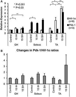 Modulation of Muscle Fiber Compositions in Response to Hypoxia via Pyruvate Dehydrogenase Kinase-1